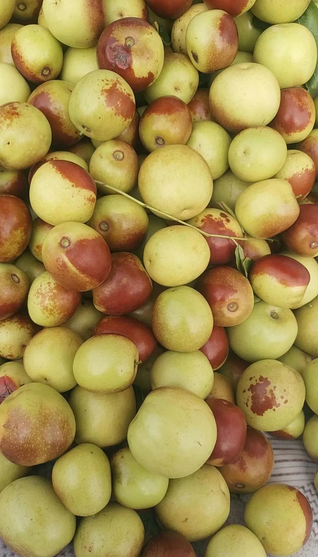 咬一口就上頭！黃驊冬棗甜到心坎里