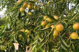 黃驊三娘冬棗采摘園全攻略 門票、地址、游玩指南及圖片分享