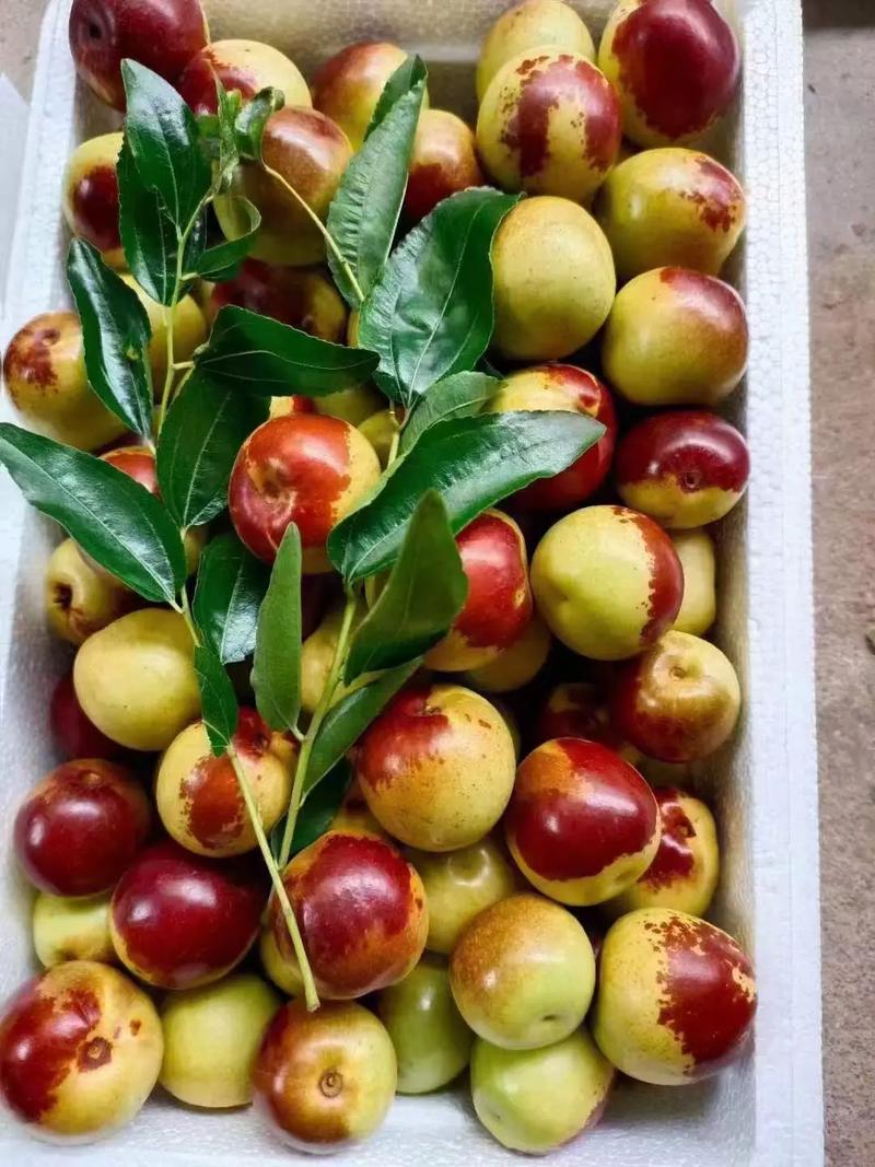 黃驊冬棗 自然饋贈(zèng)，甜美健康，等您下單