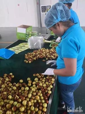 黃驊冬棗跨越山海抵達(dá)智利，展現(xiàn)中國(guó)農(nóng)產(chǎn)品國(guó)際競(jìng)爭(zhēng)力