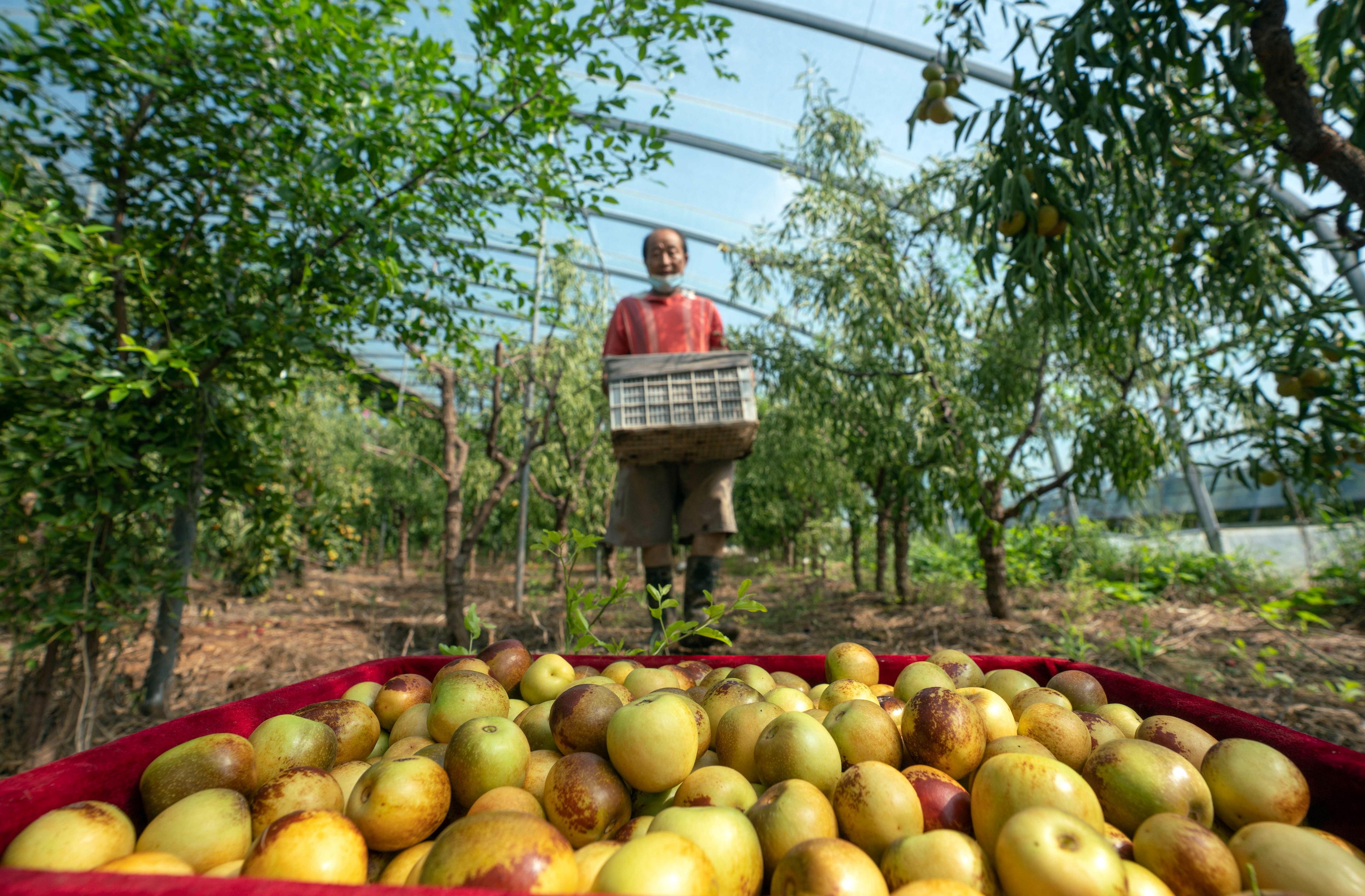 河北黃驊 冬棗大棚采收忙，特色產(chǎn)業(yè)促增收