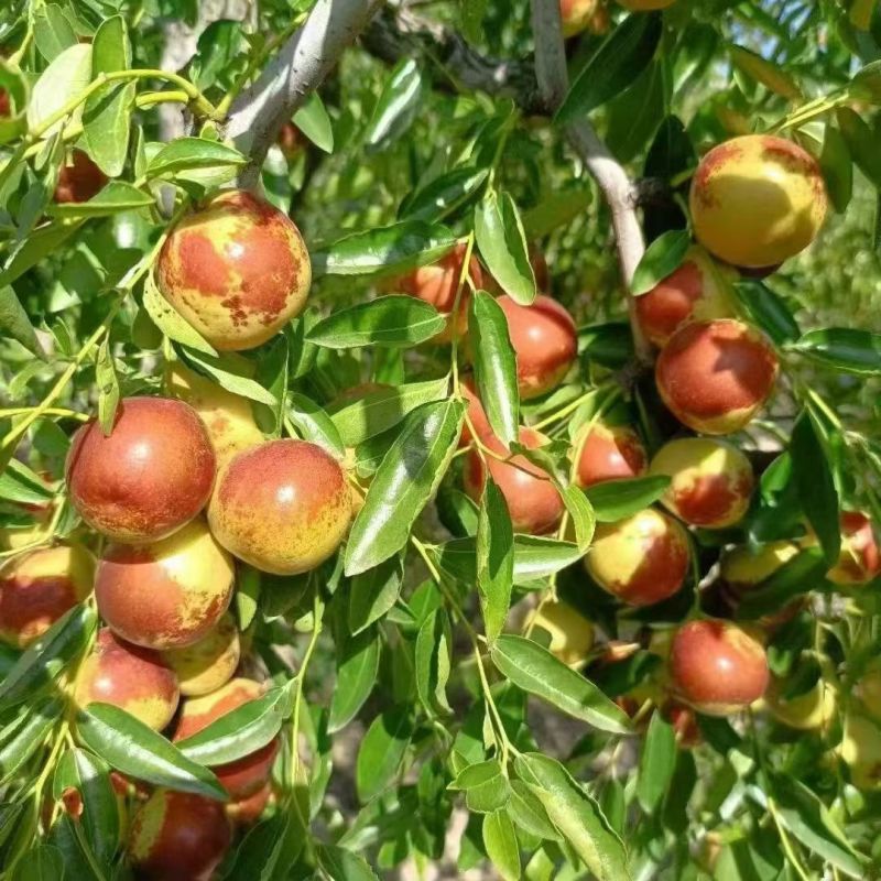 河北黃驊冬棗 雨前珍品，質(zhì)優(yōu)價(jià)美，批發(fā)首選